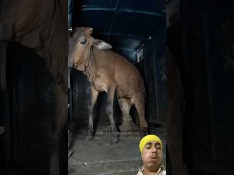 दर्दनाक हादसा 😢 | सड़क पर गाय का भयानक एक्सीडेंट #shorts #cow #gaumata #ytshorts #animals #respect