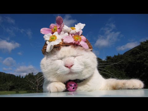 2025年9月6日のかご猫ライブ配信と猫の魅力解説 サムネイル