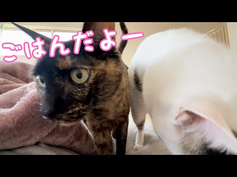 猫の動画サムネイル - ご飯の時間をお知らせしてくれるドアップな猫たち！