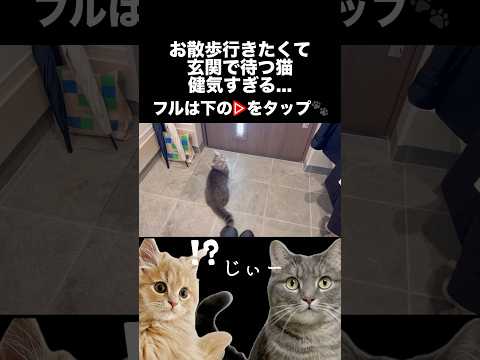 猫の動画サムネイル - お散歩行きたくて玄関で待つ猫が健気すぎる...#shorts #猫 #猫好きさんと繋がりたい