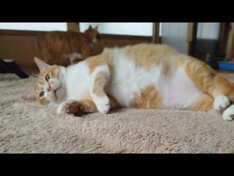 猫の動画サムネイル - ぼーちゃんがライブ配信中！　2025年5月24日
