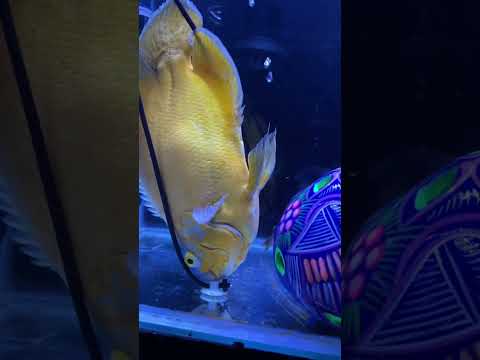 my oscar fish dying 😢 😭|| #shorts #oscars #shortvideo