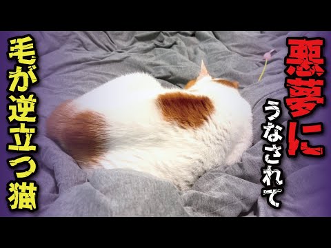 悪夢を見てうなされる猫を助けてあげました【関西弁でしゃべる猫】【猫アテレコ】