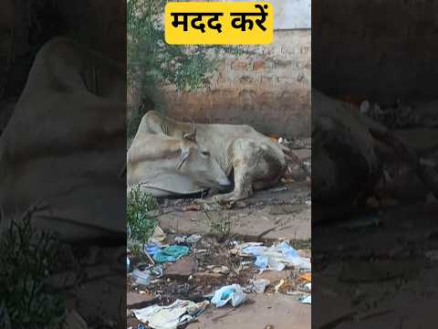 प्रसव पीड़ा सै परेशान है यह गौ माता मदद कीजिए