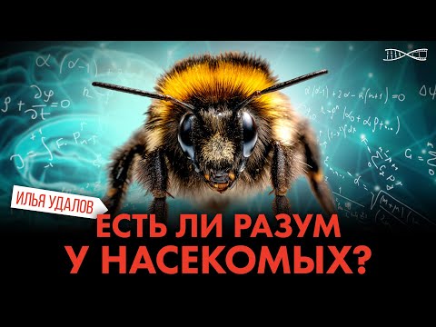 Есть ли разум у насекомых?