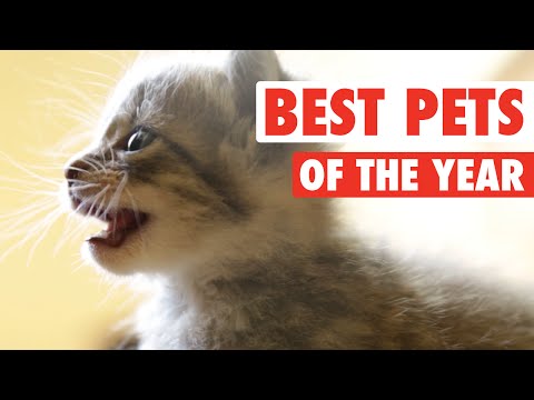 Ultimate Pet Videos of the Year Part 1 || 2015 - UCPIvT-zcQl2H0vabdXJGcpg