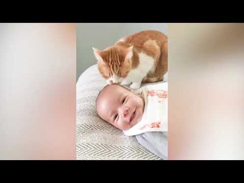 Cute Baby and Cats Playing Together Baby and Pet Video