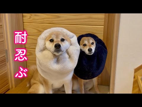 身を寄せ合い雷の恐怖を乗り越えようと頑張る柴犬が可愛い
