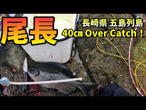 朝マズメに40㎝オーバーのオナガグレをキャッチ！ in 長崎県五島列島