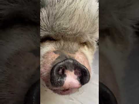 Trying to get #work done and these are the #interruptions I keep having. #smcfritters #pigsoftiktok