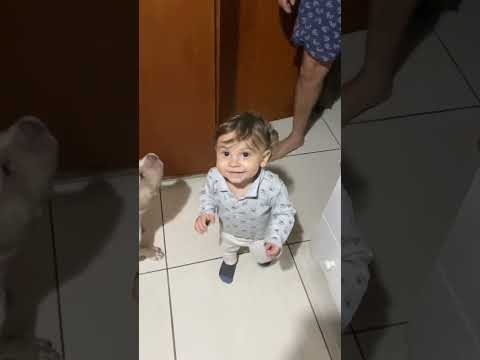 Olha ele e o irmãozinho! #pets #petsfofinhos #pets  #dogs  #dogshorts