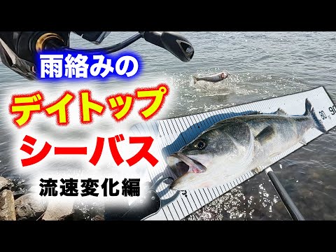 雨絡みのデイトップシーバス! - トップウォーターと流速変化編 - 東京湾奥シーバス