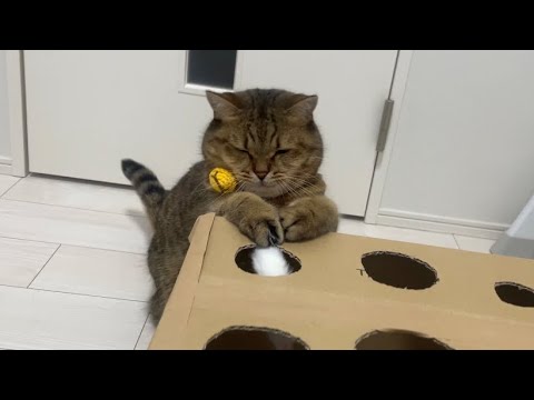 猫の動画サムネイル - 【確認】モグラたたきってこんな必死になってやるもんでしたっけ？？