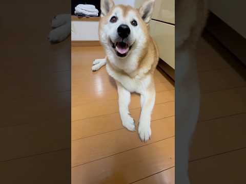 柴犬福のちょっと怪しい肉球シーンと笑いが止まらない映像 サムネイル