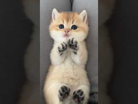 💗مــــاشــــاء الــــلــــه كـيوووووووت💗