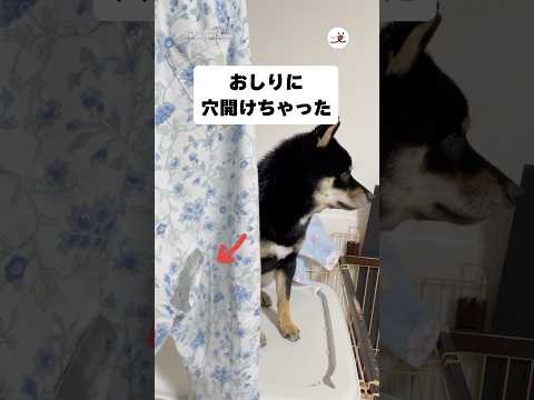 猫の動画サムネイル - とんでもないことをしてしまった黒柴さん｜PECO