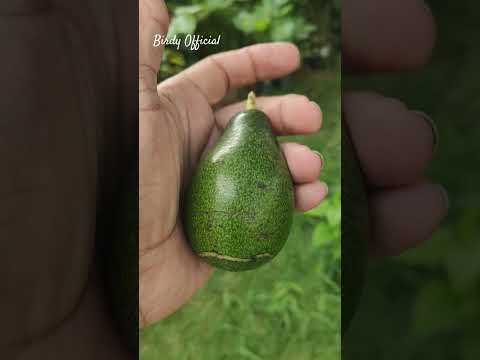 Harvesting Avocado (1st ever) #avocado #fruit #homegarden  #harvesting #satisfying