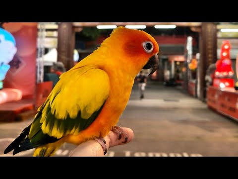 西螺延平老街［2026/2/14依呀日常］ #紀錄的美好 #延平老街 #西螺福興宮 #花燈 