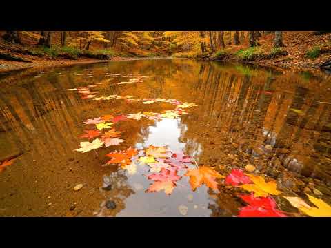 Sunlit Zen Garden (2H40M) — Moss, Lantern & Flowing Water | Concentration