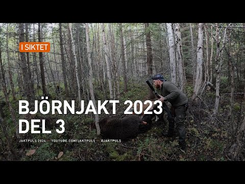 Björnjakt 2023 del 3