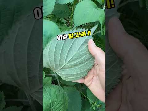 깻잎 #들깻잎 #깻잎효능 #칼슘 #베타카로틴 #뼈건강 #눈건강 #피부건강 #항산화 #녹황색채소 #들깨 #깻잎차 #건강채소 #건강식재료