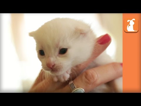 The Cutest White Fuzzy Kitten You'll See All Day - Kitten Love - UCPIvT-zcQl2H0vabdXJGcpg