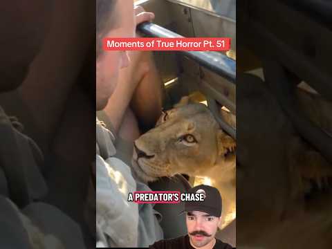 <strong>Face</strong>-to-<strong>face</strong> with a lioness… #morbidfacts