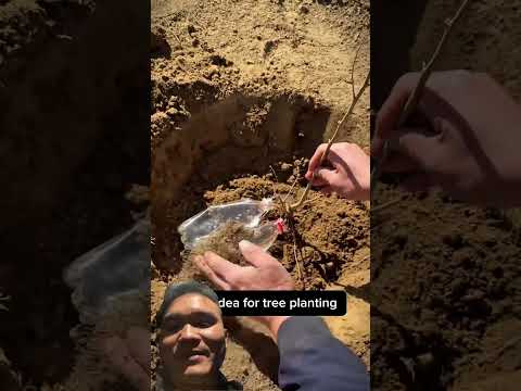 Cách Trồng Cây Rễ Cọc Đảm Bảo Sống Tốt #easyfarming