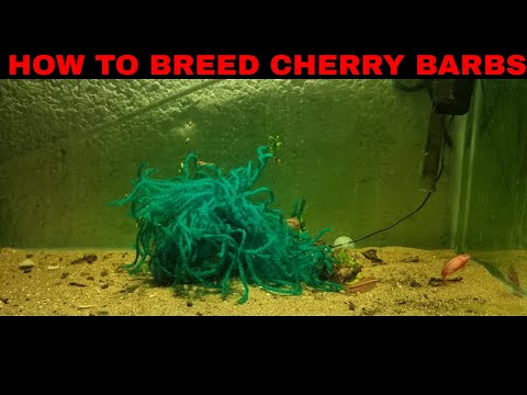 How To Breed Cherry Barbs Part 1 Hi guys. On this video I'll be showing you how to breed cherry barbs.
Part one is about spawning .