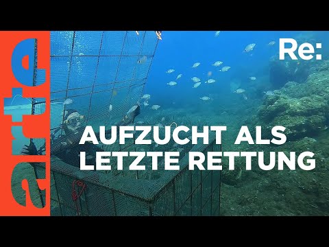 Neue Fische fürs Mittelmeer | ARTE Re: