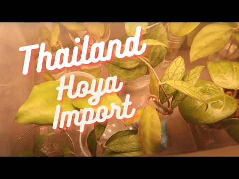 Importing Hoyas from Thailand