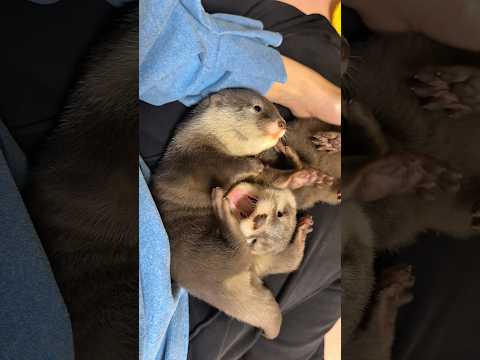 生後52日目の赤ちゃんカワウソ #shorts