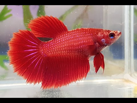Red Halfmoon Betta Female (HTI020) (HopToIt2022)