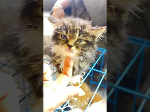 So cute cat.His eyes are very clear and bright,like ocean.#cute #cat