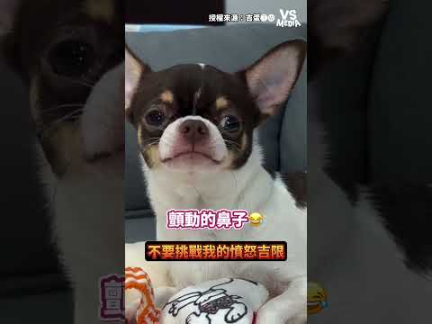 吉度不爽 #吉娃娃｜VS MEDIAｘ吉蛋🅣🅦