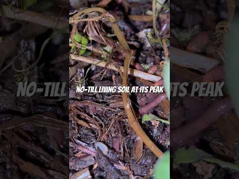 Bleezy’s soil is ALIVE!!!