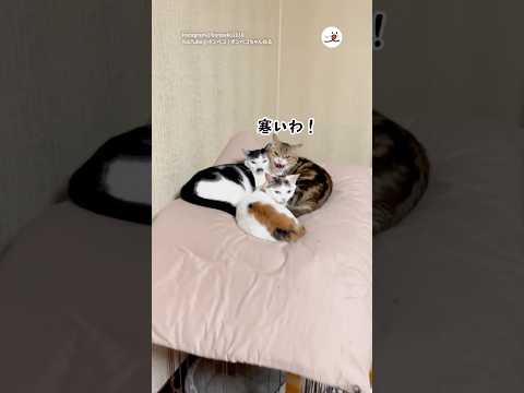 蒸し暑いので除湿をつけたら…|PECO