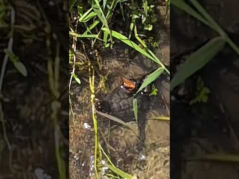 A Dangerous Snapping Turtle Released after being i #snappingturtle #snapper #snappingturtles #koi #shubunkin #shubunkinpond