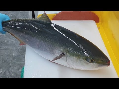일본산 중방어 회뜨기_일본산 양식 중방어 특징과 국내 자연산 대방어와 차이점  [ブリの神経締め] <strong>yellowtail</strong>