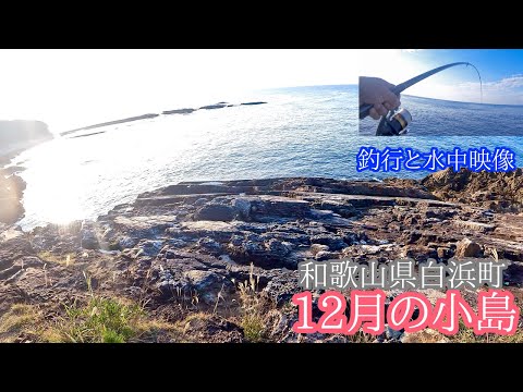 12月の小島での釣行と水中映像。釣行ではあの高級魚も