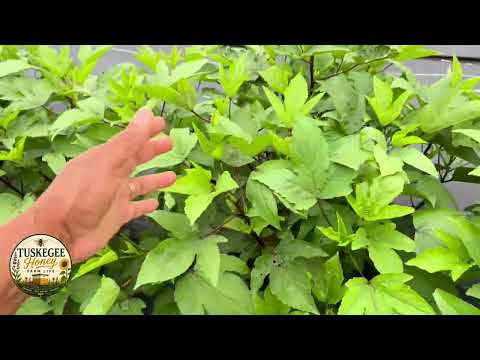 Hibiscus sabdariffa (Roselle) Update June 2026