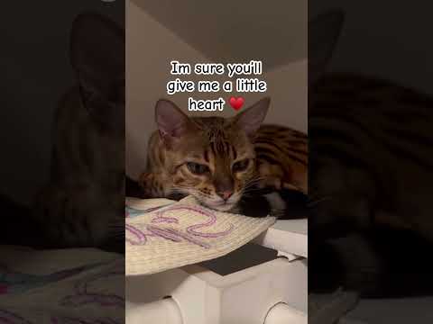 Would you give a kitten a heart for hiding in the closet? #catmonth #kittenday