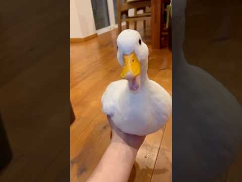 我が家のコールダック全員を手に乗せて運ぶ。Our call ducks are all brought by a hand.