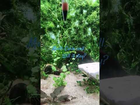 Grass! plastic canvas..fishing line..and monti carlo that I am not successful growing on substrate...So....
