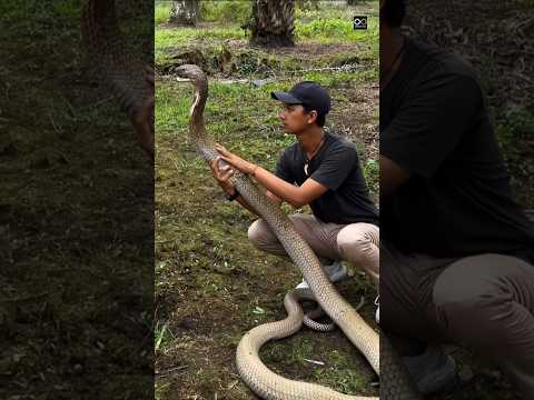 Antivenom 😨#short