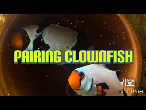 Pairing Clownfish Lots of information on how I pair clownfish! Difficult pairing and easy pairing. A lot of different 