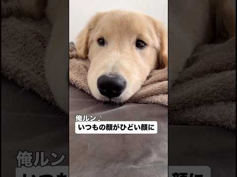 愛犬の顔が変わりすぎました