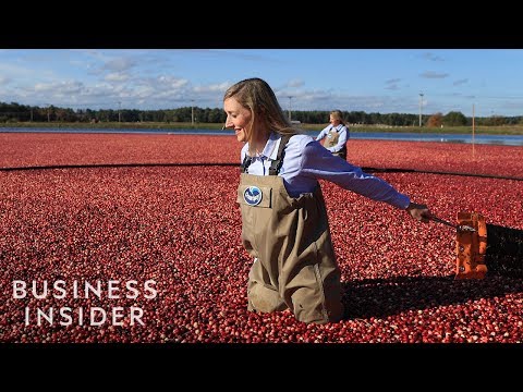 How Ocean Spray Harvests 220 Billion Cranberries A Year - UCcyq283he07B7_KUX07mmtA