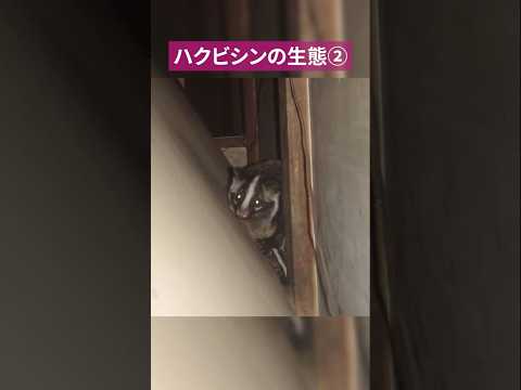 ハクビシンの生態②#駆除ザウルス #ハクビシン