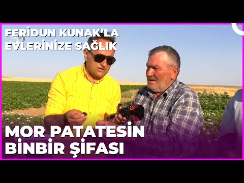 Normalinden Daha Şifalı Mor Patates | Dr. Feridun Kunak’la Evlerinize Sağlık